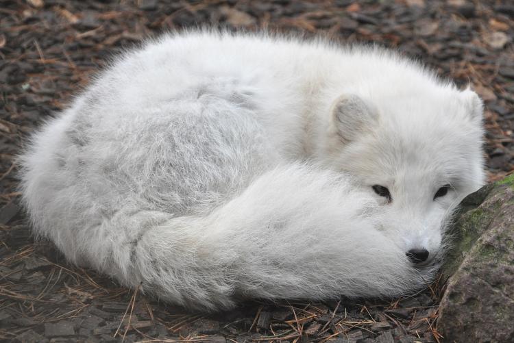 Polarfuchs