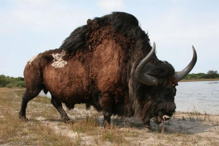 Prehistoric Buffalo fabricated by Remie Bakker of Manimal Works.