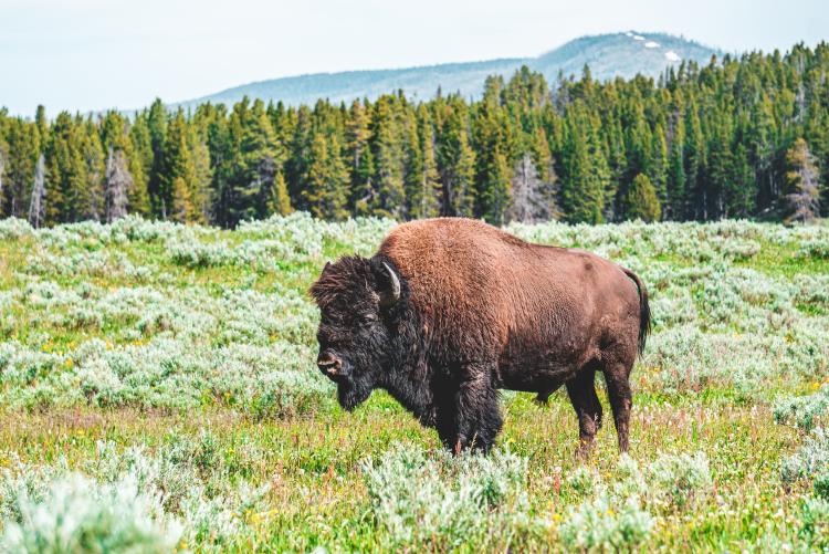 Giant Bison - Ice Age Cattle/Tatanka with a Tachanka